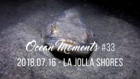 La Jolla Shores Night Dive