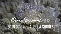 La Jolla Shores Night Dive