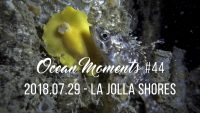 Night Dive at La Jolla Shores