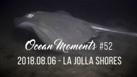 La Jolla Shores Night Dive with Diamond Ray