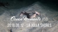 Night Dive at La Jolla Shores