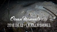 La Jolla Shores Night Dive