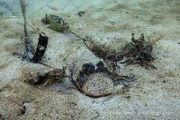 WPB – Day 2 – Blue Heron Bridge