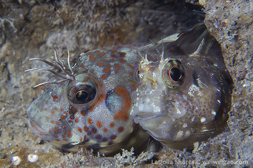 A Pair of Rockpool Blennies at the Shores