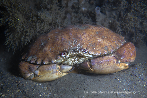 A yellow crab at the shores