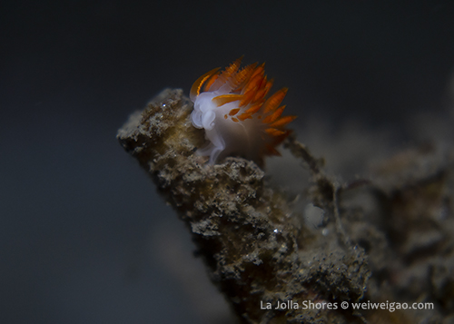 A young Flabellina trilineata