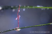 Another Night Dive at La Jolla Shores