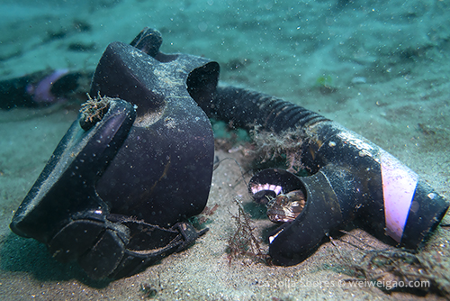 A tiny fringehead in a snorkel.
