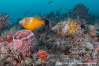 WPB – Day 1 – Reefs and Wreck at West Palm Beach