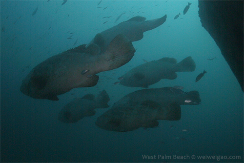 Groupers at the bow of Anna Cecilia