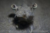 Night Dive at La Jolla Shores