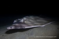 La Jolla Shores Night Dive