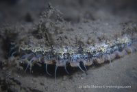 La Jolla Shores Night Dive