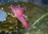La Jolla Shores Night Dive