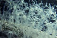 La Jolla Shores Night Dive