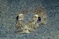La Jolla Shores Night