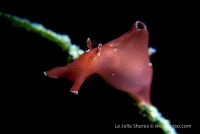 La Jolla Shores at Night