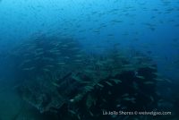 Schooling Fish at the Hogan