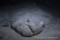 Night Dive at La Jolla Shores