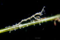 La Jolla Shores Night Dive