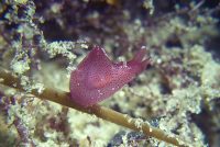 La Jolla Shores Night Dive