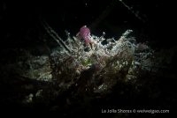 La Jolla Shores Night Dive