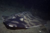 La Jolla Shores Night Dive