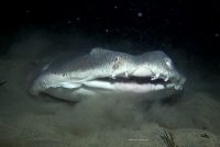 An Angel Shark Encounter