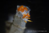 La Jolla Shores Night Dive