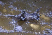 Diving at La Jolla Shores