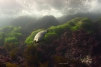 Sea Lions at Coronado Island