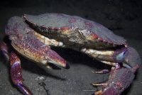 La Jolla Shores Night Dive