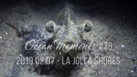 La Jolla Shores Night Dive