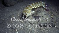 La Jolla Shores Night Dive