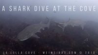 A Shark Dive at the Cove