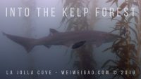 Into the Kelp Forest