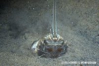 La Jolla Shores Night Dive