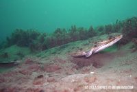 Morning Dive at La Jolla Shores