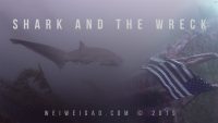 Shark and the Wreck