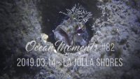 La Jolla Shores Night Dive