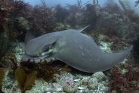 Diving at La Jolla Cove