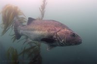 Morning at La Jolla Cove