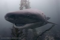 Meet ‘Half-tail’ the Sevengill