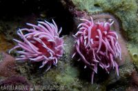 In Search of the Pink