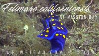 Felimare californiensis at Mission Bay