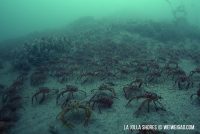Morning Dive at La Jolla Shores