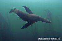 La Jolla Cove Morning