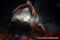 Night Dive at La Jolla Shores