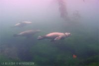 A Morning Dive at the Cove