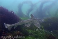 Marine Room in the Morning